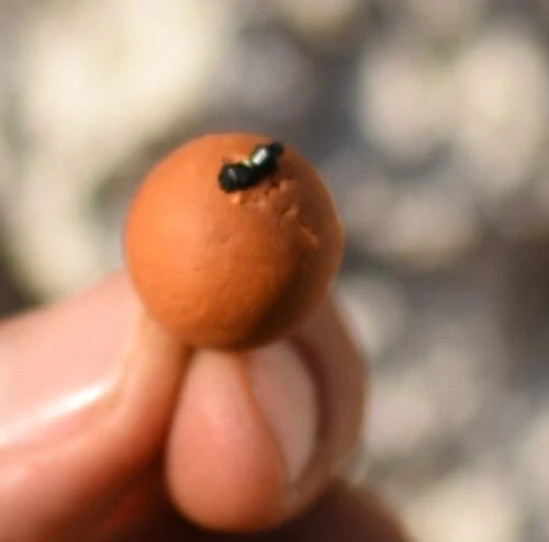 Zarážky na boilies – hnědé / čiré